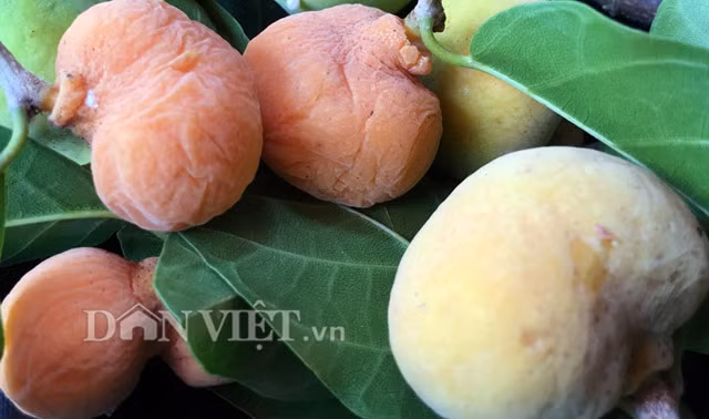 Tháng 8, khi cái nắng của mùa hè bước vào đỉnh điểm cũng là lúc trái chay rừng chín rộ. Theo đó, trên lối mòn nhỏ dẫn vào rừng, ra nương rẫy... người đi đường không khỏi buột miệng xuýt xoa khi bất ngờ bắt gặp cây chay đầy quả chín vàng cam nằm xen lẫn trái xanh già, lủng lẳng trên cành. Qua quan sát, lúc còn nhỏ trái chay to cỡ đầu cọng nhang (que hương), có màu vàng; khi già to cỡ trái chanh, khi chín màu vàng cam, ruột hồng và có nhiều hạt.