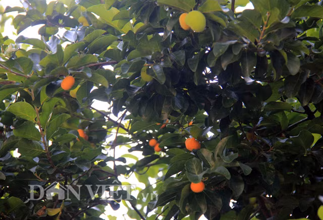 Mấy năm gần đây, trước "cơn lốc" chặt phá rừng để lấy đất trồng keo làm cây chay bị đốn hạ nên loại trái này không còn nhiều như trước. Thế nhưng nếu chịu khó đi dọc ven bìa rừng, đồi thì không khó để tìm thấy loại cây này.