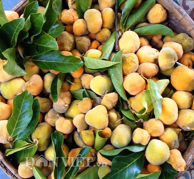 Theo đó, cứ vào khoảng đầu giờ chiều, người dân đi hái rồi mang về để sáng hôm sau mới đem ra chợ bán. Trái chay ở đây khi bán được tính bằng rổ nhỏ, có trọng lượng từ 5-7 kg/rổ, với giá 60.000-70.000 đồng/rổ.