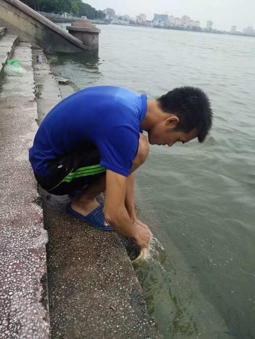 Khi thả cá vàng về với nước chàng trai này còn thì thầm một số điều gì đó. Anh lưu luyến trước khi thả chú cá ra hồ. Sau khi PV hỏi, anh chia sẻ, mấy hôm trước, anh theo bạn đi phóng sinh ở chùa thấy cảnh bạn thả cá phía trước, phía sau có người đi theo vớt, rồi lại mang bán cho hàng cá trước cổng chùa, rồi người khác lại mua thả, rồi lại vớt... Mình chỉ mong sao những chú cá này sớm hòa nhập với môi trường mới và sinh sôi nảy nở theo quy luật của tự nhiên.