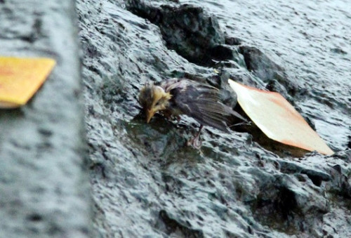 Tuy nhiên, nhiều chú chim đã kiệt sức sau khi được phóng sinh. Ảnh: Dân Việt.