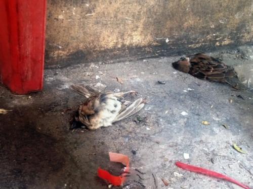 Sau nhiều lần bị thả ra - bắt lại, những chú chim nằm bẹp dưới các gốc cây, ghế đá. Ảnh: Dân Việt.