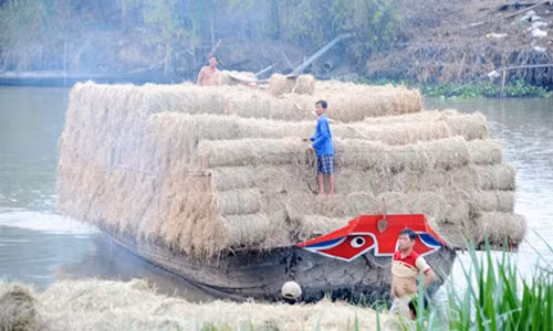 La lung: Thuong lai tranh nhau thu mua rom tuoi