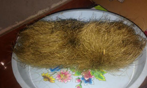 "Quả trứng vàng" được gia đình chị Hoa phát hiện khi mổ lợn