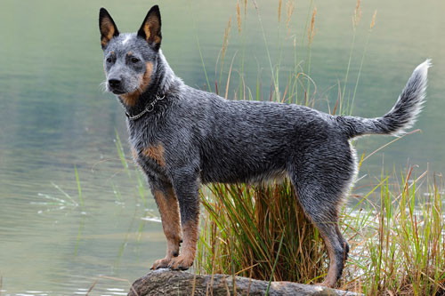 10. Chó chăn bò Australia.