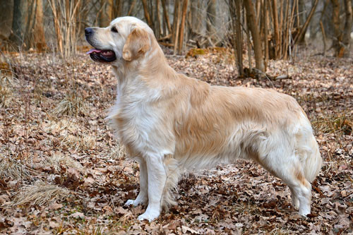 4. Golden Retriever.