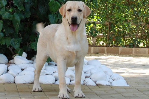 7. Labrador Retriever.