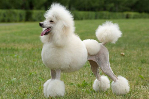 2. Poodle.