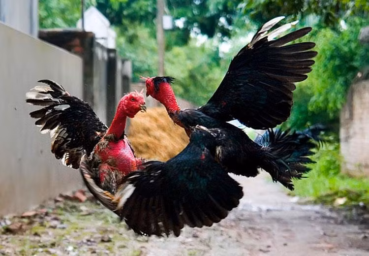 Su that mon ga choi dac san trong quan nhau-Hinh-2