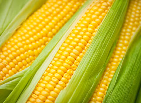 Ngô được coi là "ngũ cốc vàng" cho việc kéo dài tuổi thọ con người bởi ngô kích thích tiêu hóa và giúp tăng cường chuyển hóa cơ bản. Hơn nữa, trong ngô có chứa nhiều sinh tố tự nhiên nhóm B như B1, B2, B6, Niacin và một số khoáng chất cần thiết khác. Ngô cũng giúp tăng cường hoạt động của ruột già do tỷ lệ chất xơ cao hơn nhiều so với gạo trắng, mì, sữa...