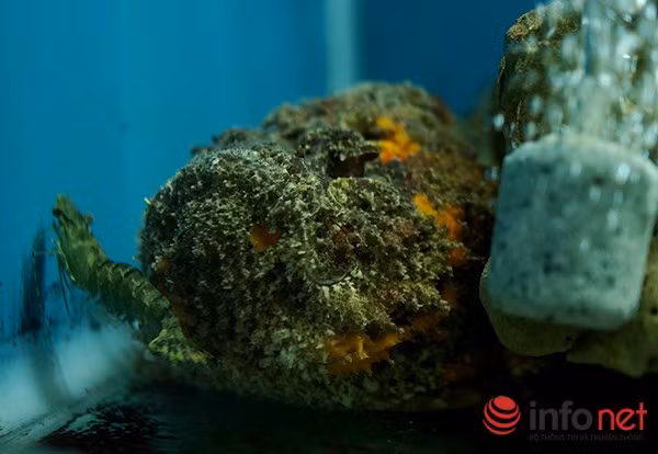 Trong điều kiện đủ độ ẩm, cá có thể sống trên cạn vài ngày. Chiều dài tối đa của nó khoảng gần 1m, tuy nhiên, ở một số nước như Việt Nam, cá mặt quỷ có kích thước nhỏ hơn, khoảng 20 đến 50 cm, trọng lượng khoảng 1-1,5 kg/con.