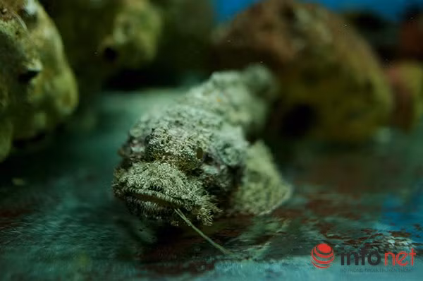 Da cá dai và chứa nhiều vây sắc nhọn. Tuy nhiên, thịt cá chắc, ăn ngon, giàu dinh dưỡng, giàu canxi, giàu dưỡng chất omega 3 giúp tuần hoàn máu tốt, ngăn chặn sự hình thành huyết khối, giảm nguy cơ mắc bệnh tim, chống đột quỵ.