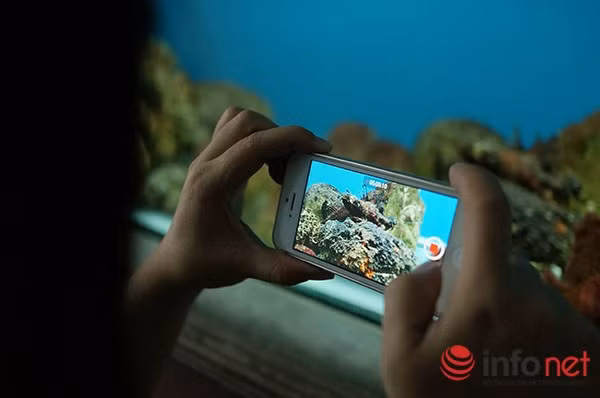 Khi vây cá mặt quỷ đâm vào con người, độc tố sẽ tác động trực tiếp đến hệ cơ vận động, hệ thần kinh, làm rối loạn nhịp tim.