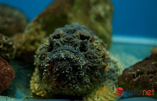 Cá có 13 tia vây lưng mang độc tố và độc có thể tồn tại nhiều ngày sau khi cá chết.