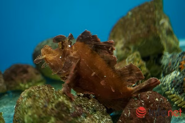 Cá mặt quỷ có thân hình to xù xì, nhiều vây ở sống lưng, giống tảng đá với lớp da loang lổ màu nâu đỏ thô ráp.