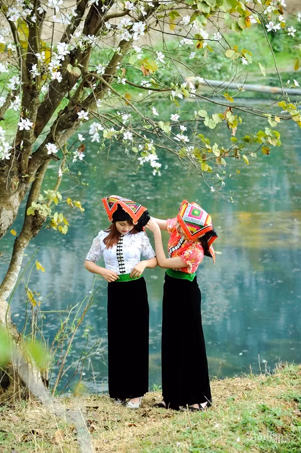 Ở núi rừng Tây Bắc hữu tình, cứ đến mùa là hoa ban lại bung cánh tô điểm mùa xuân và làm nền cho những lễ hội độc đáo của người Thái, thắp lửa cho tình yêu đôi lứa. Những cây hoa với sức sống mãnh liệt, dù mọc trên đồi cỏ gianh hay bám vách núi cheo leo vẫn quyến rũ xuân tình đến lạ.