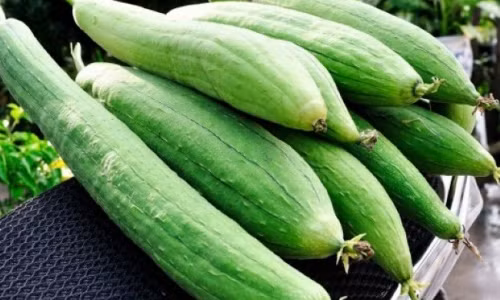 Cong dung chua benh it biet tu cay muop