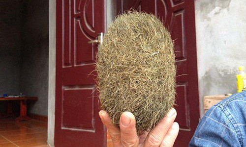 1 trong 2 quả trưng vàng được người dân phát hiện được đồng thổi là rất quý hiếm.