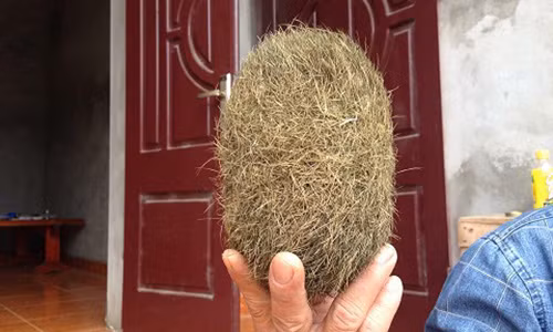 1 trong 2 quả trưng vàng được người dân phát hiện được đồng thổi là rất quý hiếm.