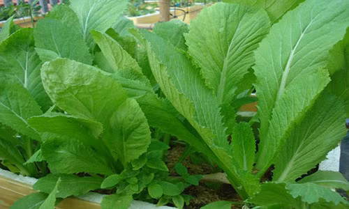 Khong an rau cai mua dong la song phi ca doi