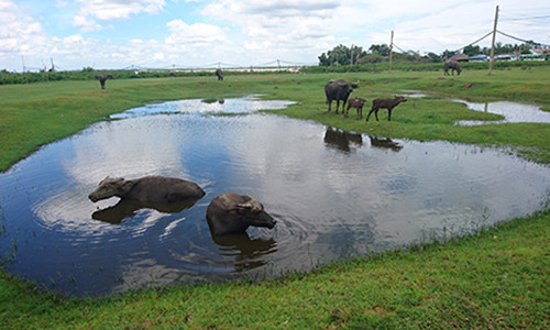 Trâu tắm mát trong dự án tỷ đô Cảng quốc tế Long An.