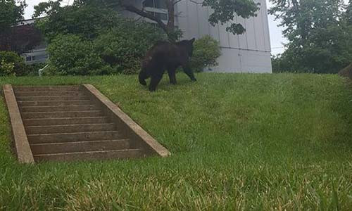 Bi gau ap sat liem co vi tap yoga cho vang