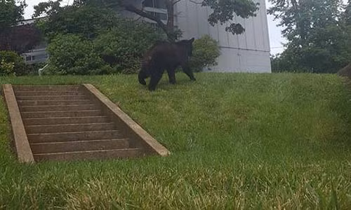 Bi gau ap sat liem co vi tap yoga cho vang