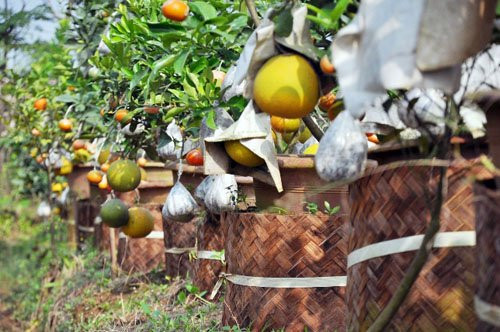 Ông Giáp chia sẻ, cây ngũ quả tượng trưng cho mâm ngũ quả ngày Tết; cây thất, cửu quả tượng trưng cho sự xum vầy, đông con cháu; cây thập quả tượng trưng cho sự “thập toàn thập mỹ”.