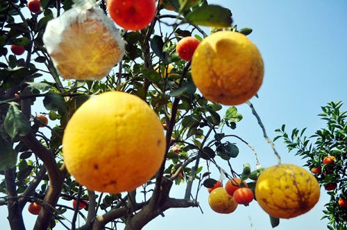 Do mỗi loại quả được chọn để ghép có đặc tính khác nhau nên để chúng cùng chín vào một thời điểm Tết Nguyên đán thì phải ghép làm nhiều lần. Khoảng tháng 4 âm lịch hằng năm, ông Giáp bắt đầu lai ghép quả bưởi lên cây.