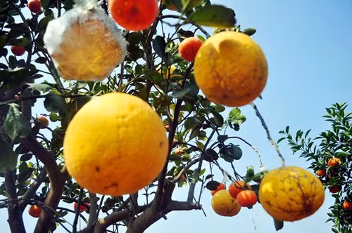 Do mỗi loại quả được chọn để ghép có đặc tính khác nhau nên để chúng cùng chín vào một thời điểm Tết Nguyên đán thì phải ghép làm nhiều lần. Khoảng tháng 4 âm lịch hằng năm, ông Giáp bắt đầu lai ghép quả bưởi lên cây.