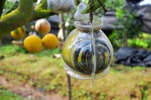 Ngoài ra, ông Giáp còn sáng tạo khắc chữ nổi Tài, Lộc lên vỏ quả bưởi tạo hình thù lạ, bắt mắt.