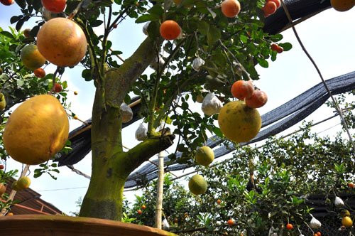 Theo ông Giáp, thời điểm ghép quả và chọn cành ghép để tạo cây là quan trọng nhất. Những cành xấu, yếu… nếu ghép sẽ hỏng. Cây được chọn để ghép thường là cam Canh hoặc bưởi Diễn khỏe mạnh, nhiều cành để tránh bị mất nước trong quá trình ghép.