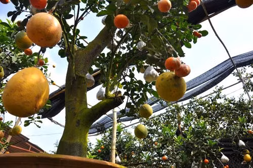 Theo ông Giáp, thời điểm ghép quả và chọn cành ghép để tạo cây là quan trọng nhất. Những cành xấu, yếu… nếu ghép sẽ hỏng. Cây được chọn để ghép thường là cam Canh hoặc bưởi Diễn khỏe mạnh, nhiều cành để tránh bị mất nước trong quá trình ghép.