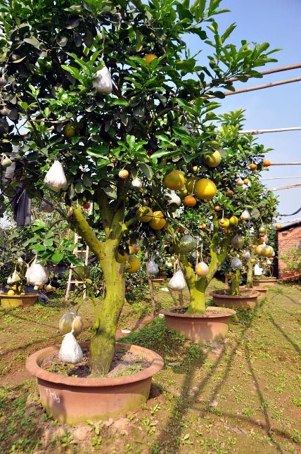 “Tôi ghép nhiều loại cây từ lớn đến bé, ngũ quả đến thập quả. Mong muốn của tôi là ai đến vườn nhà tôi cũng có thể mua một cây mang về, chỉ cần thích chơi cây”, ông Giáp phân trần và sự chênh lệch của giá cây.