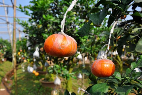 Đến giữa tháng 5, đầu tháng 6 thì đưa cam và quýt vào.