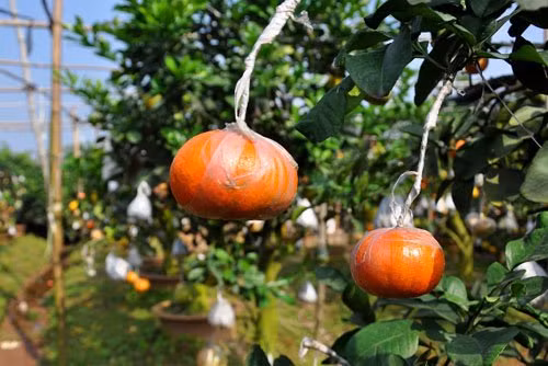 Đến giữa tháng 5, đầu tháng 6 thì đưa cam và quýt vào.