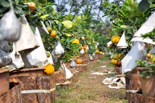 Từ cây ngũ quả, ông Giáp tìm tòi và ghép thêm quả tạo nên những cây thất quả, cửu quả. Năm nay, ông tạo ra loại cây 10 quả bao gồm bưởi da xanh, bưởi Diễn, bưởi đỏ, bưởi hồ lô, cam đường, cam Canh, quýt, quất, chanh đào, phật thủ để phục vụ nhu cầu của người chơi.