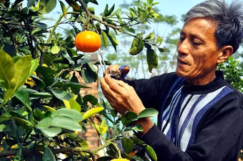 Ông Giáp bắt tay vào ghép cây từ năm 2008. Thời điểm đó, ông ghép thành công 5 loại quả bưởi Diễn, cam Canh, quýt, quất, phật thủ trên cùng một thân cây (cây ngũ quả) và được nhiều người yêu thích.