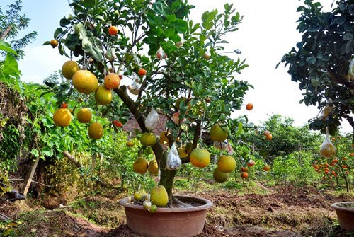 Giá của mỗi cây ngũ-thất-cửu-thập quả trong vườn nhà ông Giáp dao động từ 1,5-10 triệu đồng tùy vào mỗi gốc và số quả trên cây.