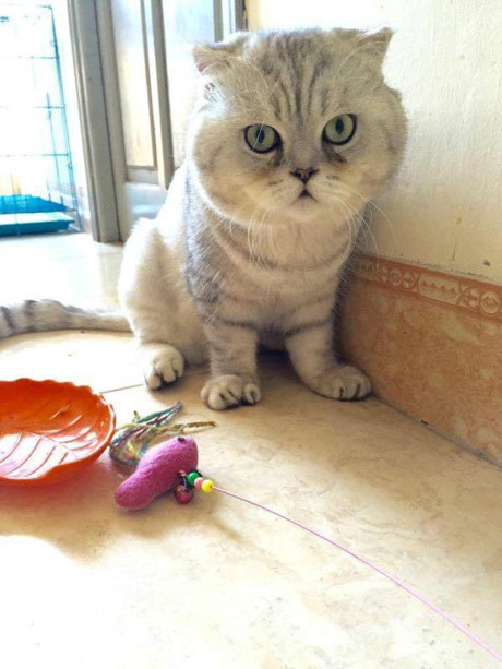 Meo khong lo dai 1 met o Ha Noi gay soc-Hinh-2