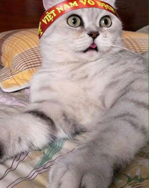 Meo khong lo dai 1 met o Ha Noi gay soc-Hinh-3