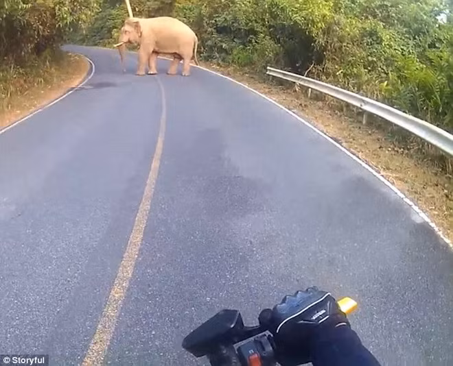 Lúc đầu con voi định bỏ đi nhưng nó quay lại ngay sau đó.