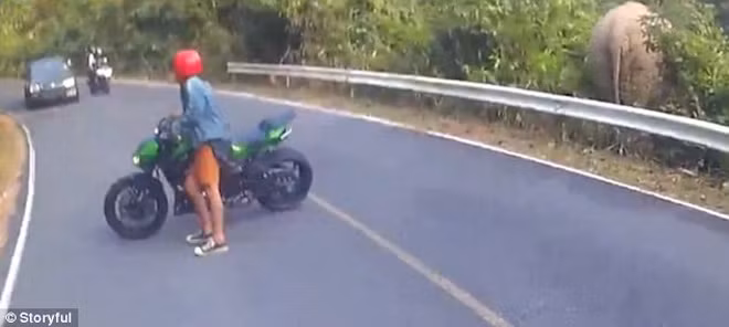 Sau một hồi "tìm hiểu" chiếc xe, con voi đã quyết định bỏ đi.