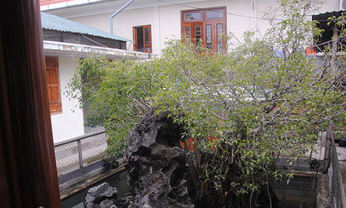 Cây sanh được trả giá 14 tỷ đồng của gia đình ông Sự. (Ảnh: Dân Việt).