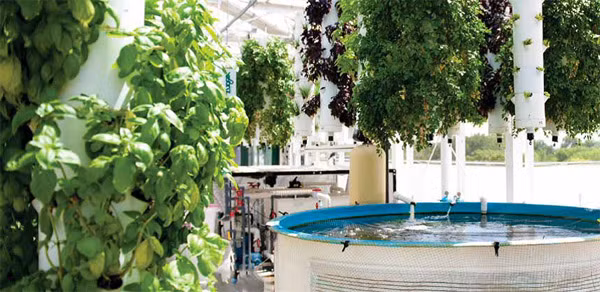 Được xây dựng trên nóc của một tòa nhà thương mại cao tầng rộng khoảng 1.000m2, Green Sky Growers có tất cả 5 bể cá, chứa hàng chục nghìn con cá, chủ yếu là cá rô phi...