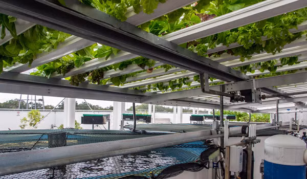 Ryan Chatterson, người quản lý nông trại cho biết, Green Sky Growers luôn làm ra những sản phẩm chất lượng nhất để phục vụ thị trường khó tính. Sản phẩm của nông trại gần như lúc nào cũng trong tình trạng “cháy hàng” vì có quá nhiều khách đặt mua.