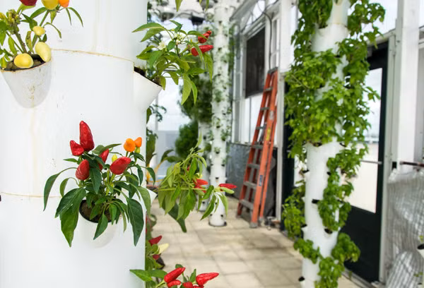 Tại nông trại, mối quan hệ cộng sinh được duy trì và trở thành chìa khóa thành công.