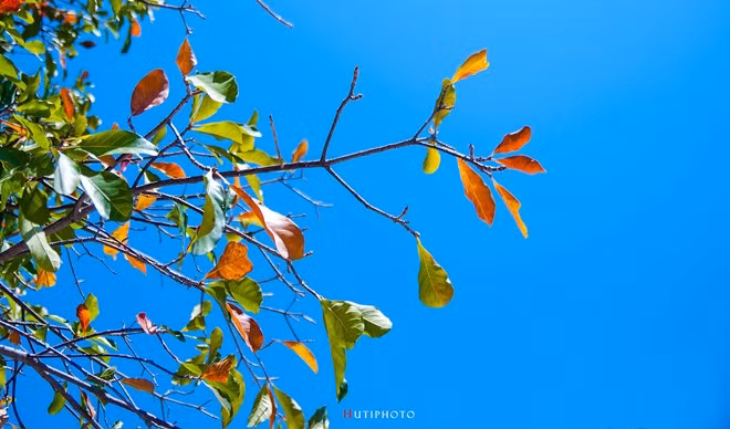 Những tán lá bàng chuyển dần sang sắc đỏ báo hiệu mùa thu đang về.