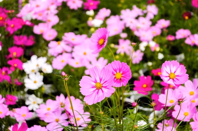 Dù thời điểm nào trong năm, vườn hoa Sa Đéc cũng chào đón du khách với những sắc hoa rực rỡ.