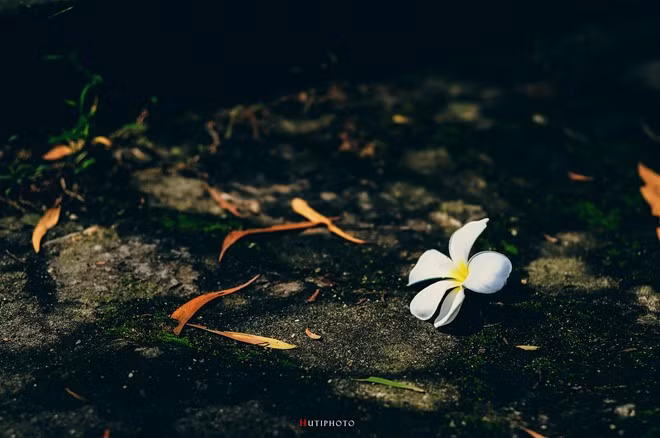 Màu trắng của hoa sứ nổi bật trên nền bê tông của một ngôi chùa ở Long Hải (Bà Rịa - Vũng Tàu).